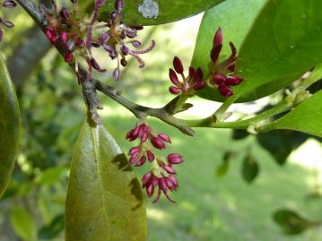 花は花弁をもたず、花序の先には両性花、下部には雄性花が付く。二股に分かれている部分が雌しべ。