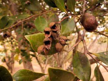 果実は熟すと大きく二つに裂開し、ヒナ鳥が口を開けたような姿になる。殻は冬頃まで枝先に長く残る。
