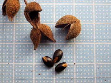 果実の内部には、光沢のある黒色の種子が2個入っている。果実の表面には褐色の毛が密生している。