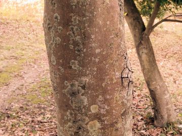 樹皮は淡褐色で、概ね平滑。部分的にかさぶたのように粗く剥がれることも。
