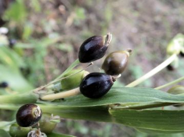 花後、苞鞘は黒褐色～灰白色に熟して非常に硬くなる。 熟した苞鞘は直径8～12mm、陶器のような光沢がある。