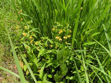 貧栄養で良好な湿原植生が発達する環境よりも、草丈が少し高めの、中栄養の場所に生育する場合が多い。