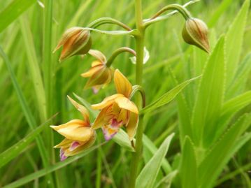 6～8月頃、茎上部に10個前後の花を咲かせる。萼片と側花弁は黄色だが、唇弁には紅紫色の斑紋がある。