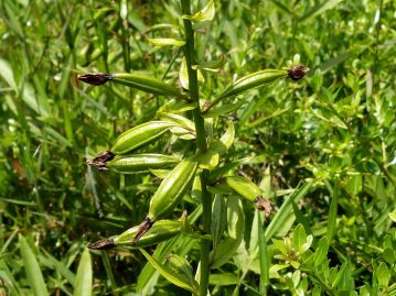 花後は、花時には花柄のように見えた子房が膨らみ、長さ2～2.5cm程度の紡錘形の果実ができる。