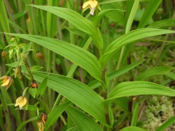 葉は互生し、長さ7～12cm、幅2～4cm程度、縦脈が目立つ。葉の基部は短い鞘状になって茎を抱いている。