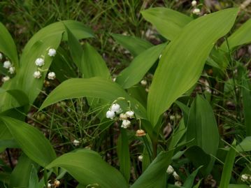 現在、「スズラン」と言えば、江戸時代には「君影草」と呼ばれていたクサスギカズラ科のこちらを指す。