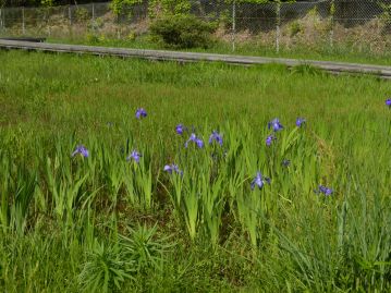 重井薬用植物園 おかやまの植物事典