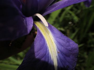 外花被片の白斑は、花被片の基部では黄色を帯びている。雄しべは花柱と外花被片の間に挟まれている。