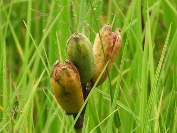 果実は蒴果で長さ4～5cmの俵型。7月下旬～8月に熟して裂開する。ノハナショウブの果実よりも大型である。