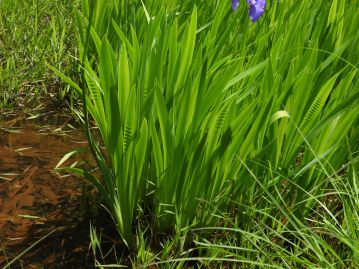 葉は長さ30～70cm、幅2～3cmの剣状。中脈がないことで、太い中脈のあるノハナショウブの葉と区別可能。