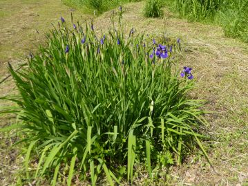 同属のアヤメ。生育環境は乾燥気味の草地。水湿地に生育する本種とは、花は似ていても性格は全く異なる。