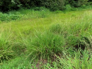 湿地では貧栄養な環境（写真中央奥）ではあまり生育せず、やや富栄養な環境に生育することが多い（写真手前）。