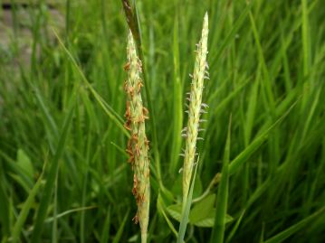 花は7～11月にかけて茎頂部の細長い穂に咲く。雌性先熟で、写真右側が雌性期、左側が雄性期終盤の穂。