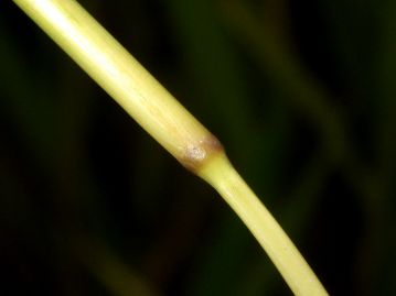 稈の節は無毛。海岸の砂浜に生えるケカモノハシは稈の節に長毛があり、小穂にも毛が多い。