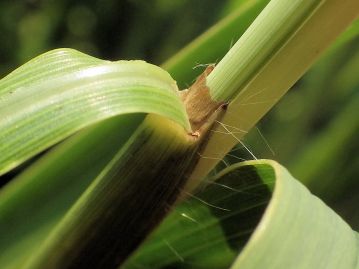 葉身と葉鞘の間には3～４mmの葉舌がある。葉鞘は普通無毛とされるが、当園では長毛があるものが多い。