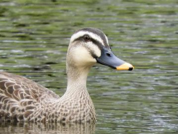 和名は「鴨の嘴」で、2本の穂が密着した花序の様子をカモのクチバシに例えたもの。写真はカルガモ。