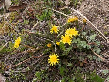 重井薬用植物園 園内花アルバム