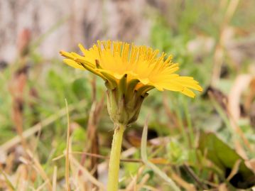 重井薬用植物園 園内花アルバム