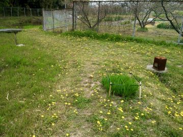 4月の当園湿地エリアの観察路の様子。晴れた日には足の踏み場がないほど本種が咲き乱れる。