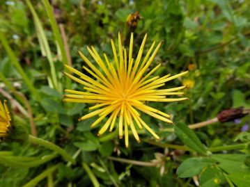 「筒咲き」の頭花。本来先端が舌状に広がるはずの小花が、筒状に丸まったままになっている。