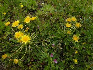 右：筒咲きの株、左：通常の花の株。筒咲き株は通常花の群落内に混生している。