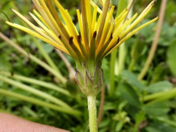 横から見た「筒咲き」の花。総苞の様子は普通のカンサイタンポポと変わるところはない。