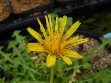 筒咲き」の株を温室内で栽培したところ、通常の舌状花と筒状の小花が混ざった状態の花が咲いた。