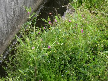 春から初夏にかけての道ばたなど日当たりの良い場所にごく普通に生育する身近な植物である。