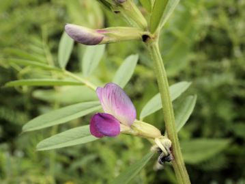 花は3～6月、葉の腋に紅紫色の蝶形花を1～3花ずつつける。エンドウの名を持つが、実はソラマメ属の植物。