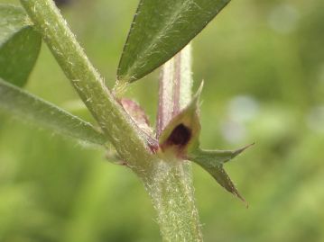 葉の基部には托葉がある。托葉中央部の黒紫色の部分は「花外蜜腺」で、蜜を出すことでアリを呼び寄せる。
