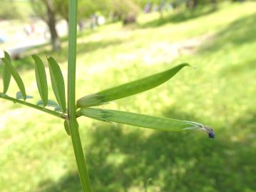 花後には長さ3～5cm、幅5～6mmの扁平な豆果ができる。種子は5～10個。若い果実は食用となる。