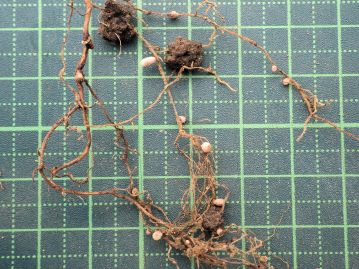 根には根粒（白い粒状のもの）を形成し、窒素固定を行う。緑肥植物として利用される近縁種もある。