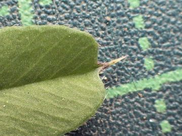 小葉の先端がへこむことを「矢筈」としたとされるが、小葉部分は「矢羽」で、刺状の突起の部分が「矢筈」?