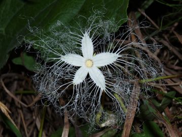 開花したカラスウリの花。花弁のふちはレース状に細かく裂ける。雌雄異株で、写真は雄花。