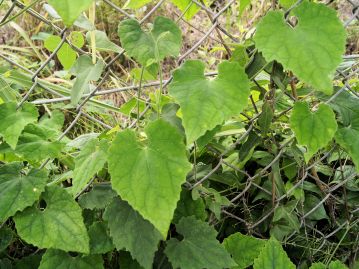 重井薬用植物園 園内花アルバム