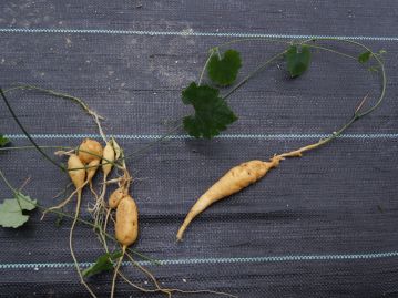 地下には紡錘形の塊茎がある。冬にこれを掘り上げて乾燥させたものを果実と共に生薬として利用する。