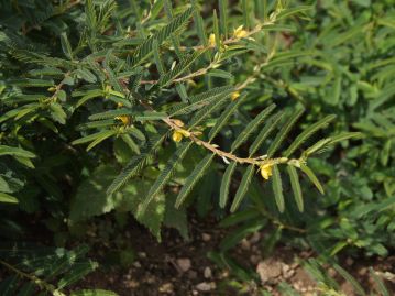 各地で野草茶として伝統的に利用されてきた。葉はオジギソウに似ているが、本種は触っても葉は閉じない。