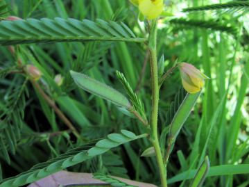 花は8～9月頃、葉腋に直径6～7mmの黄色の花をまばらに付ける。花は典型的なマメの花の姿ではない。