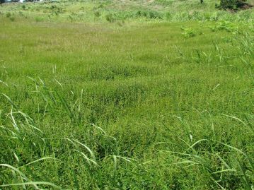 草原の中のカワラケツメイの大群落（2009年：岡山県真庭市）。このような大群落は現在ではめったに見られない。