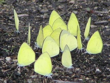 園内の水やり後、吸水に集まったツマグロキチョウ。本種の生育面積の減少とともに数を減らしている。