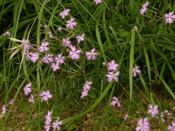 日当たりの良い草原や河原に生育する多年草。高さ30～80cmほどで分枝した茎の先に数個の花をつける。