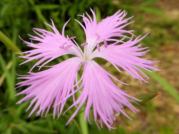 花期は生育環境などによって幅があり、7～10月。花は直径3～4cmで淡紅紫色、花弁は細かく切れ込む。