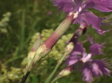 萼は長さ3～4cmの円筒状。萼筒の下部には3～4対の苞がある。苞の先端は芒状に鋭く尖る。