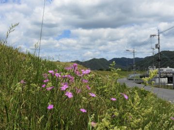 河川の堤防など、定期的に草刈りがされるような場所では現在でも比較的多くの株が生育している。