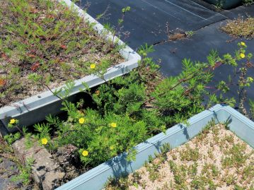 当園で防草シートの隙間から芽生え生育するカワラサイコ。 強健な植物であるが、全国的に絶滅危惧とされている場合が多い。