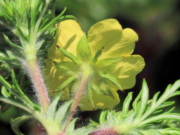 幅の広い萼片の間に細い副萼片があり、萼片と副萼片、花柄（花序柄）などには白い長毛が密生する。