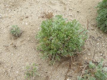 砂地に生え、葉は地際より叢生する。花のつかない茎の葉は両面に灰白色の絹毛を密生する。（撮影時期：3月）