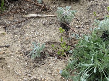 花茎の途中から芽吹いて、毛槍状となった茎。地面に触れると発根する。洪水による攪乱への適応か？