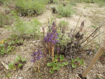 カワラヨモギの根に寄生する絶滅危惧植物ハマウツボ。大量に寄生されたカワラヨモギは弱って枯れることも。