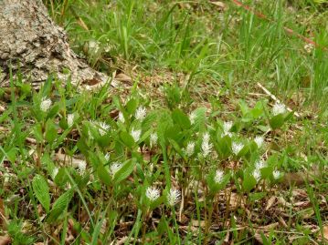 群生するキビヒトリシズカ。「一人」とは花穂が1本であることを意味し、1本だけ生えるという意味ではない。